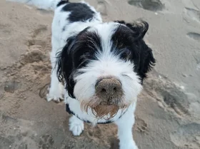 Bearded Collie