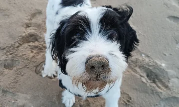 Bearded Collie