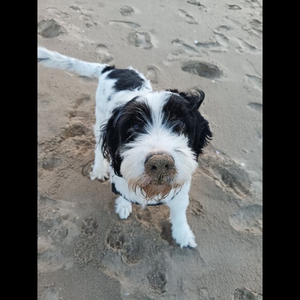 Bearded Collie