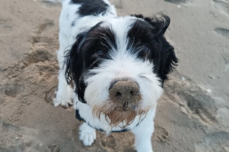Bearded Collie