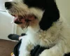 Bearded Collie