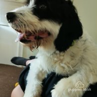 Bearded Collie