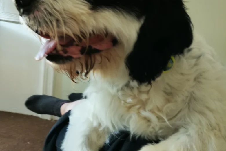 Bearded Collie