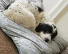 Bearded Collie