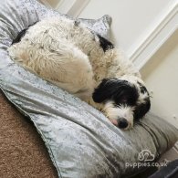 Bearded Collie