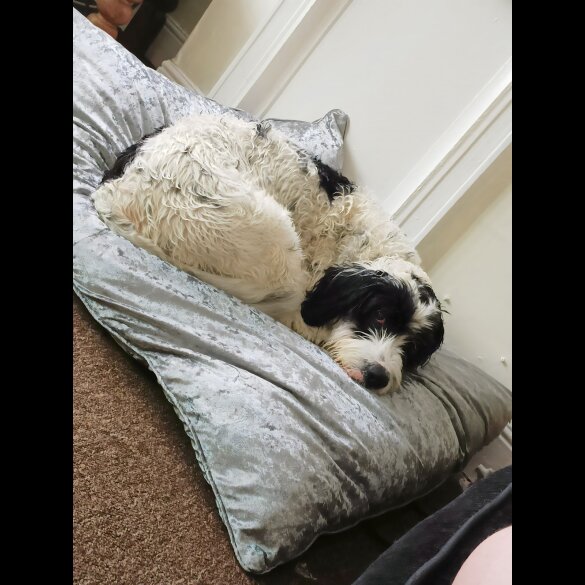 Bearded Collie