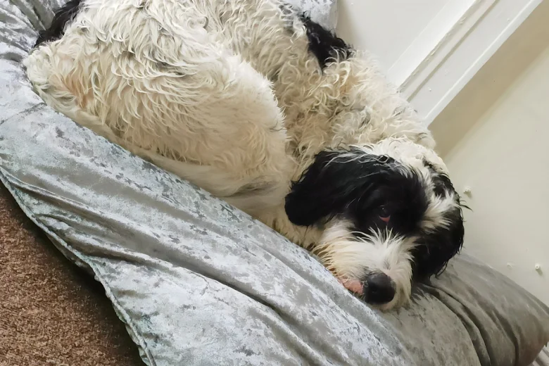 Bearded Collie