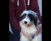 Bearded Collie