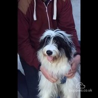 Bearded Collie