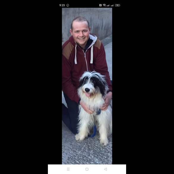 Bearded Collie