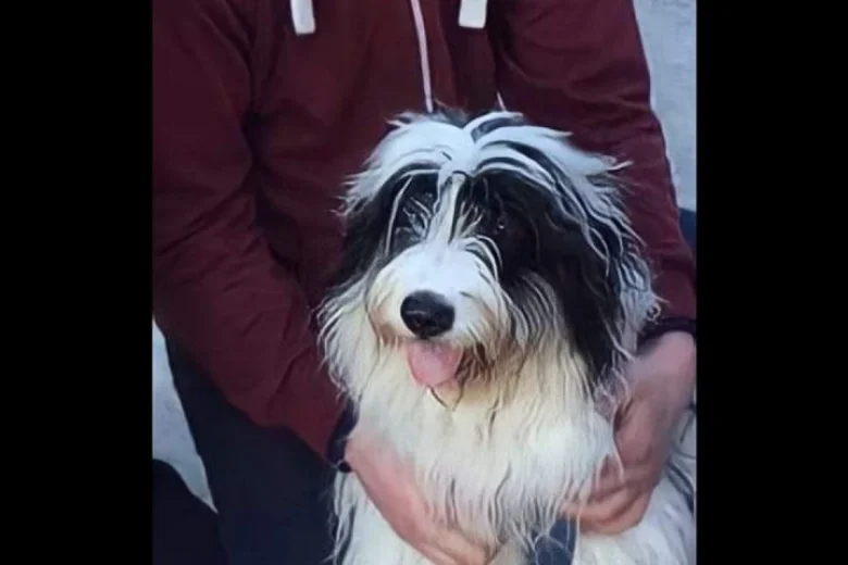 Bearded Collie