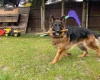 German Shepherd (Alsatian)