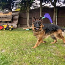 German Shepherd (Alsatian)