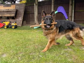 German Shepherd (Alsatian)