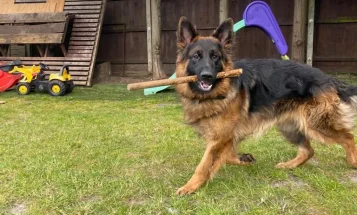 German Shepherd (Alsatian)