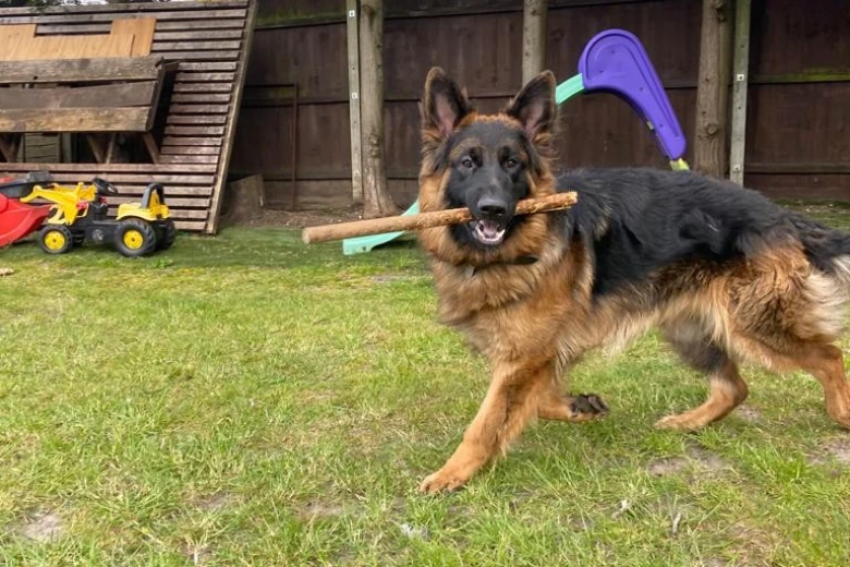 German Shepherd (Alsatian)