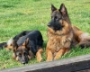 German Shepherd (Alsatian)