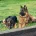 German Shepherd (Alsatian)