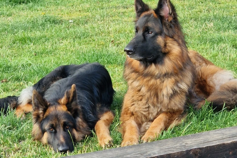 German Shepherd (Alsatian)