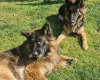 German Shepherd (Alsatian)