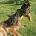 German Shepherd (Alsatian)