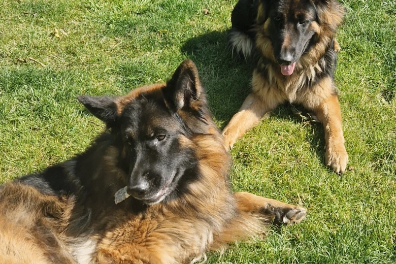 German Shepherd (Alsatian)