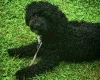 Poochon
