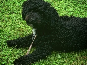 Poochon