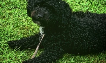 Poochon