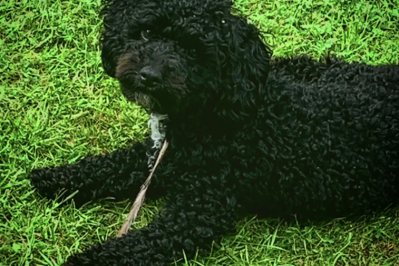 Poochon