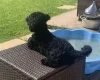 Poochon