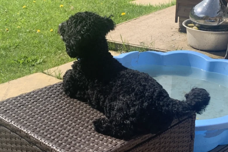 Poochon