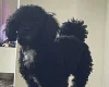 Poochon