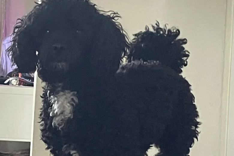 Poochon