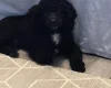 Poochon