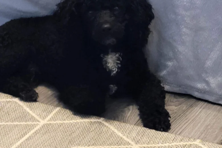 Poochon