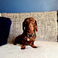 Dachshund (Standard & Miniature)