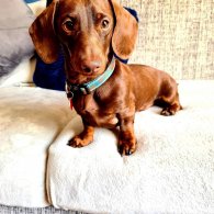 Dachshund (Standard & Miniature)