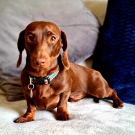 Dachshund (Standard & Miniature)