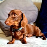 Dachshund (Standard & Miniature)