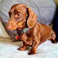 Dachshund (Standard & Miniature)