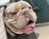 English Bulldog
