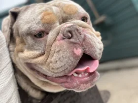 English Bulldog