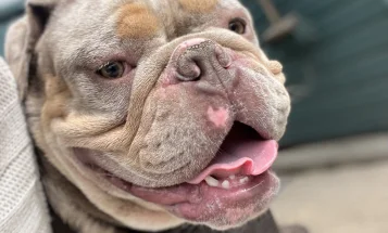 English Bulldog