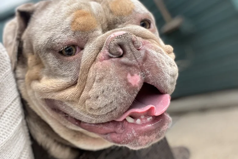 English Bulldog