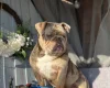 English Bulldog