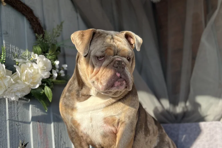 English Bulldog