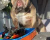 English Bulldog