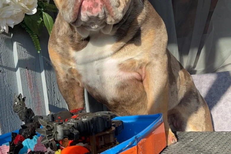 English Bulldog