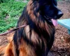German Shepherd (Alsatian)